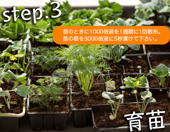 苗を健康に育てる